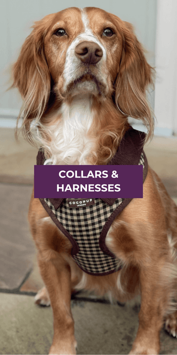 Collars & Harnesses
