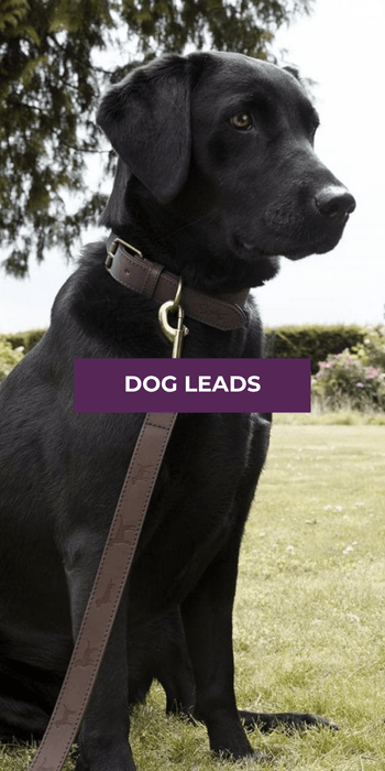 Dog Leads