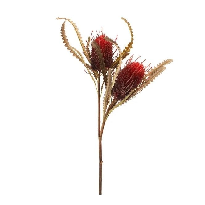 Sage Décor Dried Image Protea Spray 2 heads