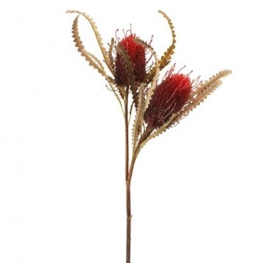 Dried Image Protea Spray 2 heads